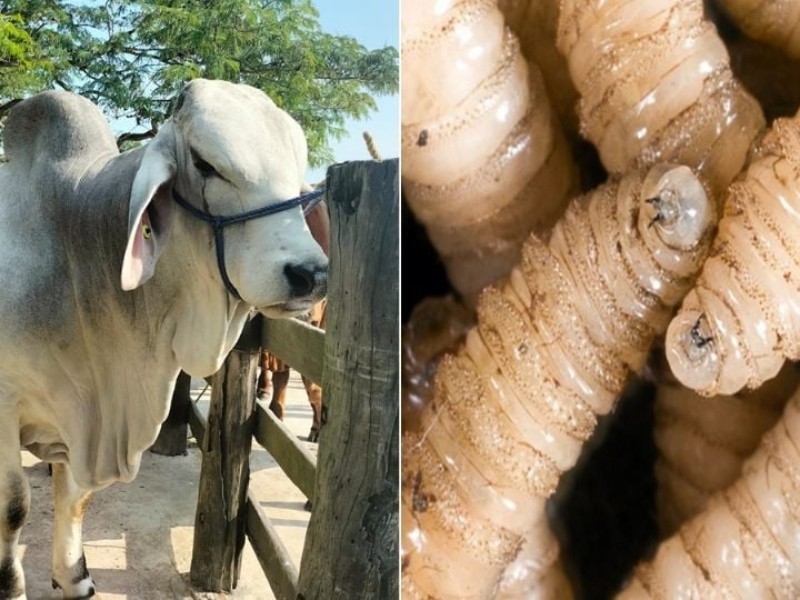 Vigilancia en Ixtaczoquitlán tras detección de caso de gusano barrenador